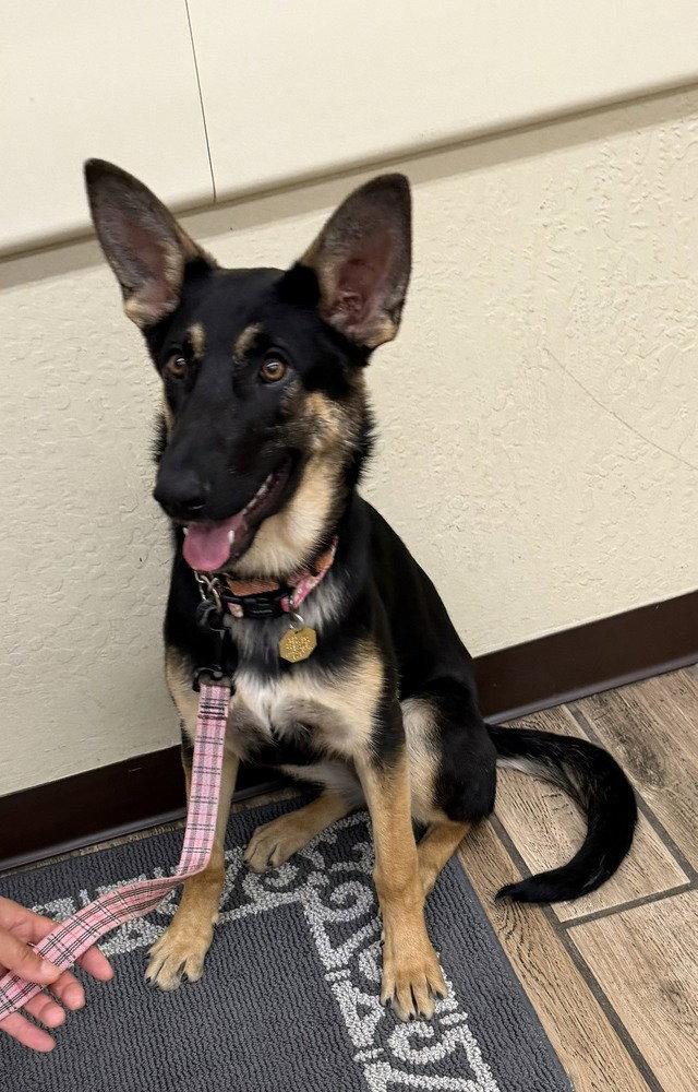 Tioga OAS, a Adoptable German Shepherd Dog in Cupertino, CA image 1/3