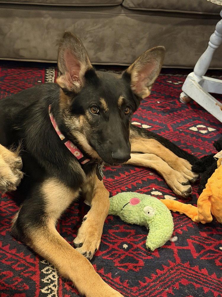 Tioga OAS, a Adoptable German Shepherd Dog in Cupertino, CA image 2/3