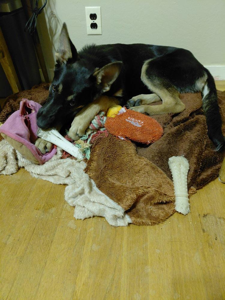 Tioga OAS, a Adoptable German Shepherd Dog in Cupertino, CA image 3/3