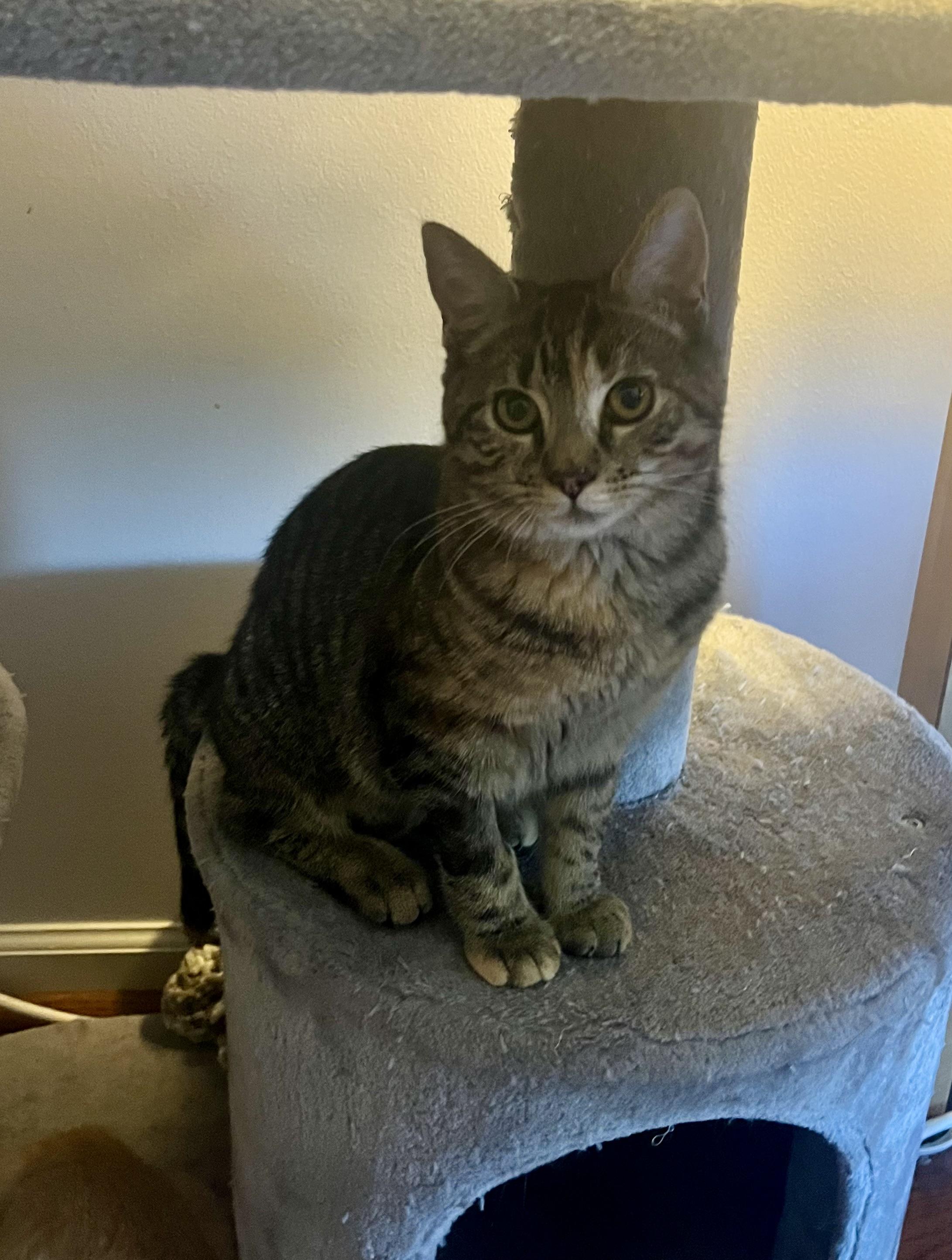 Enlarge Krimpet, a Adoptable Tabby in Avondale, PA image 2/4