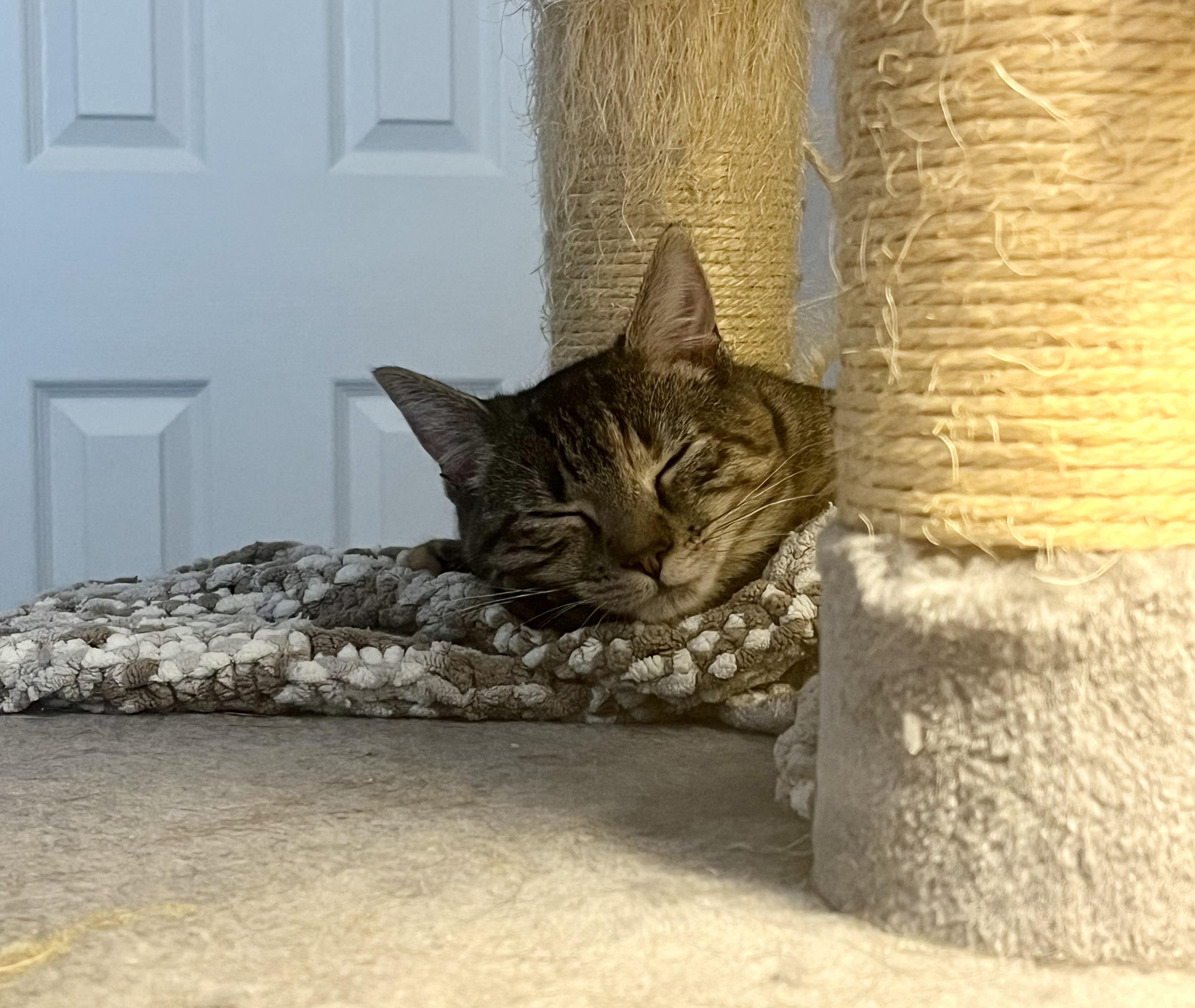 Enlarge Krimpet, a Adoptable Tabby in Avondale, PA image 1/4