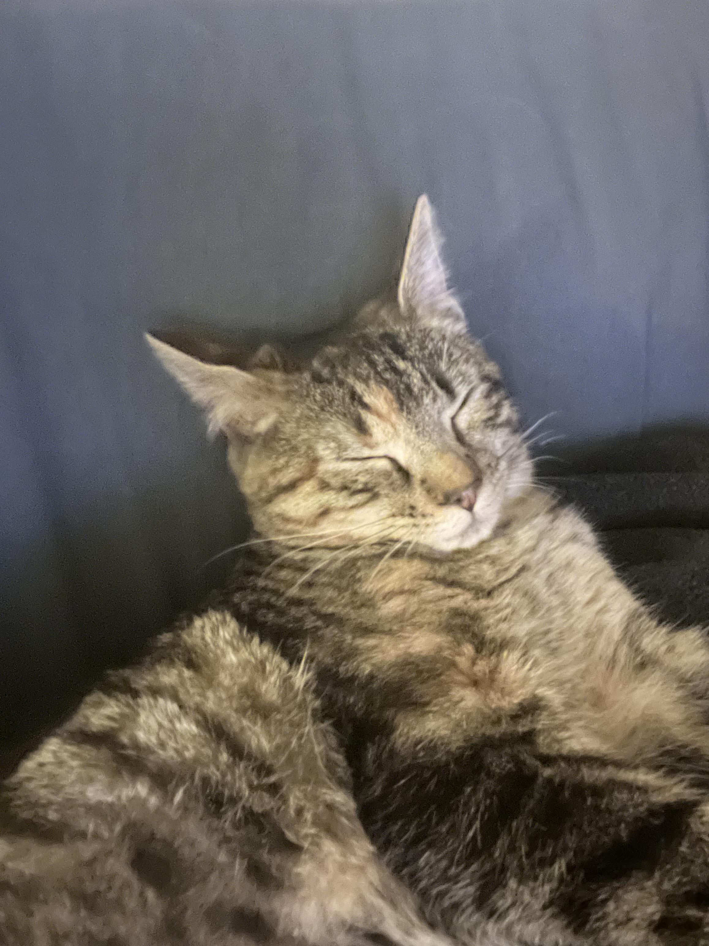 Enlarge Krimpet, a Adoptable Tabby in Avondale, PA image 4/4