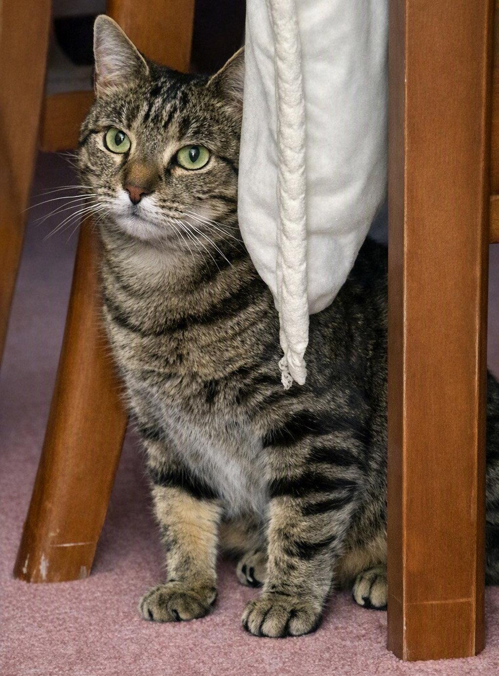 Kiki - NC, Adoptable, Young Female Domestic Short Hair & Tabby.