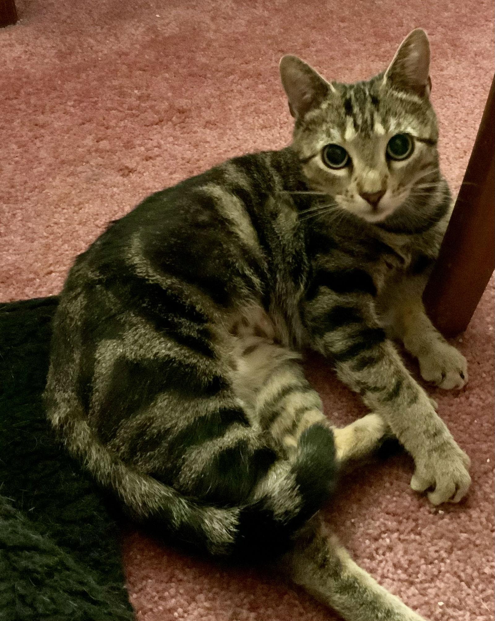 Kiki - NC, Adoptable, Young Female Domestic Short Hair & Tabby.