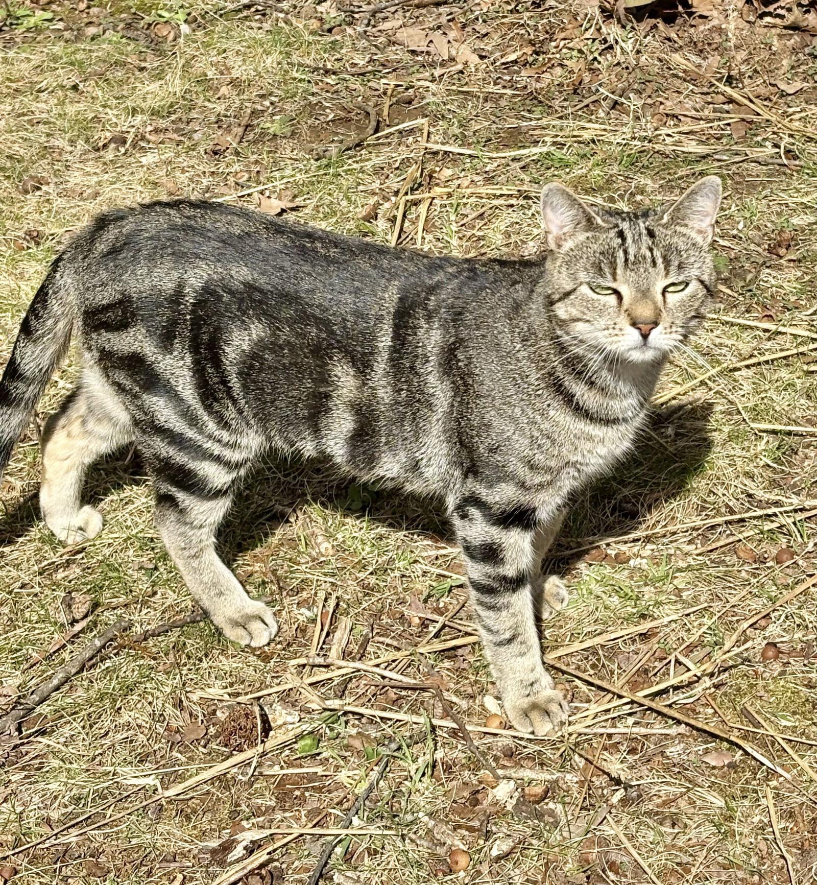 Enlarge Kiki - NC, a Adoptable mixed breed in Liberty, NC image 2/3