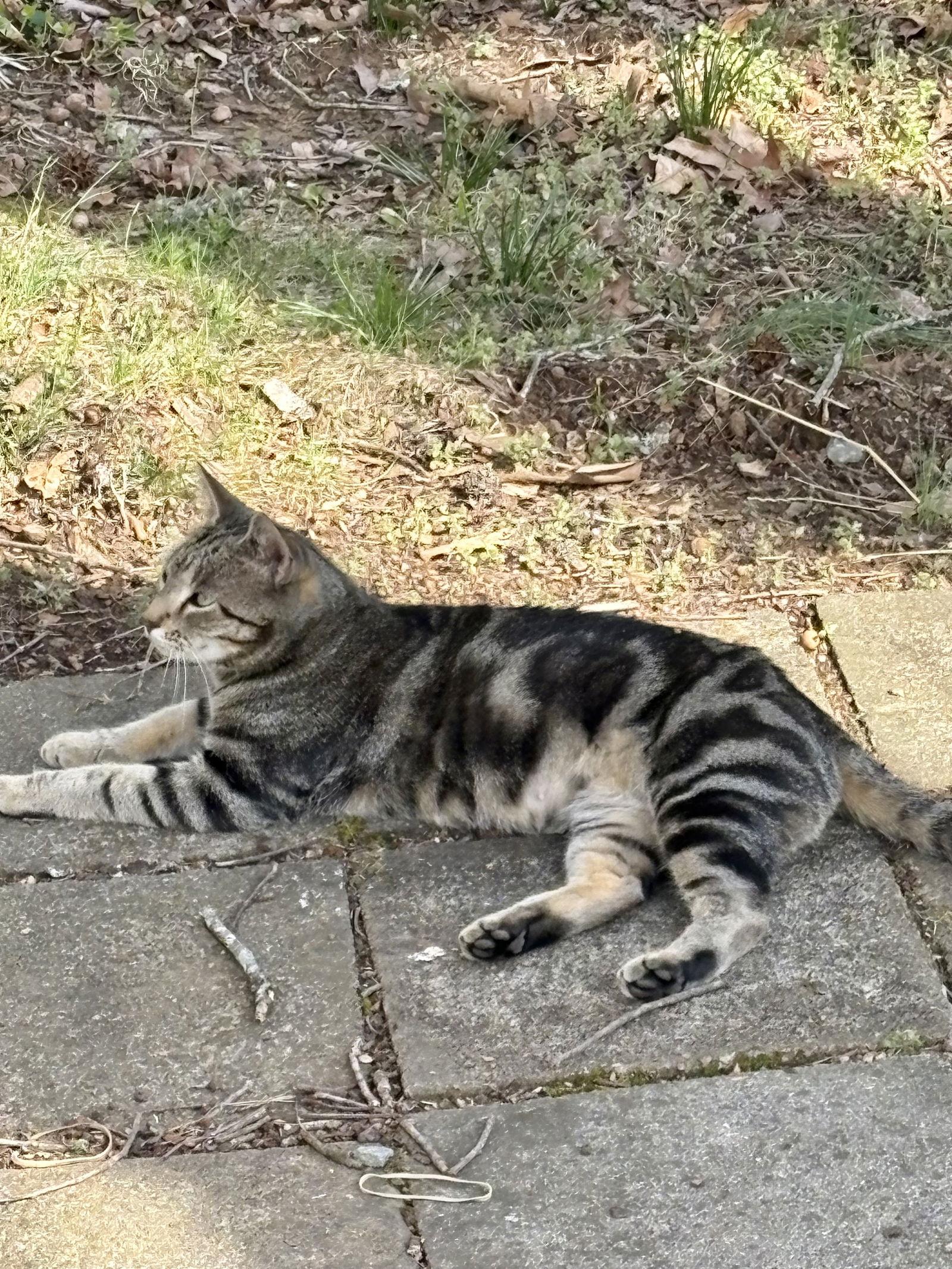 Enlarge Kiki - NC, a Adoptable mixed breed in Liberty, NC image 3/3