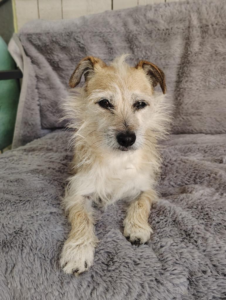Arwen, Adoptable, Adult Female Terrier.