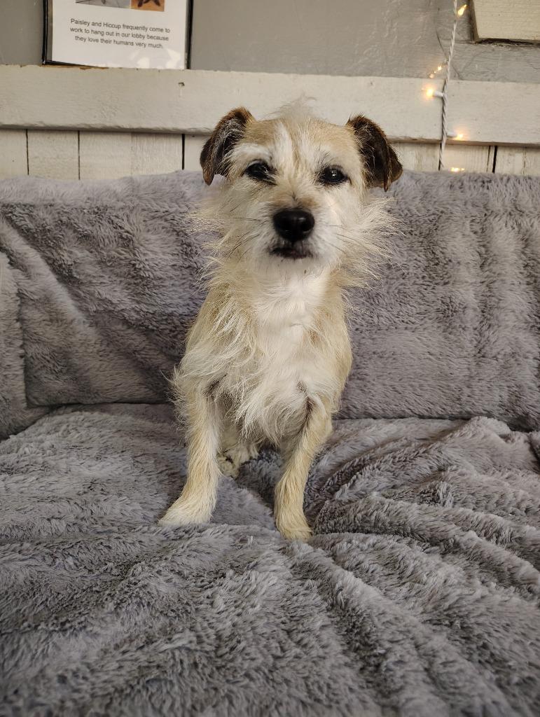 Enlarge Arwen, a Adoptable Terrier in Fort Worth, TX image 2/4