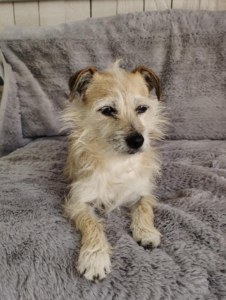 Enlarge Arwen, a Adoptable Terrier in Fort Worth, TX image 3/4