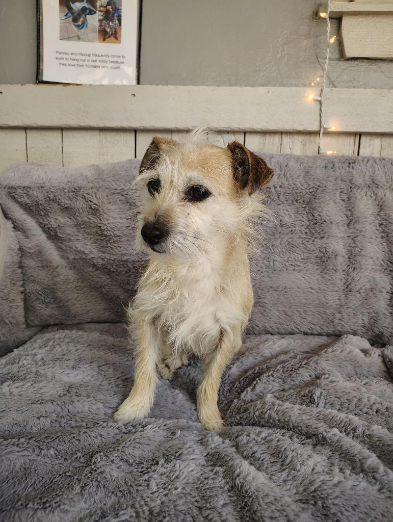 Enlarge Arwen, a Adoptable Terrier in Fort Worth, TX image 4/4