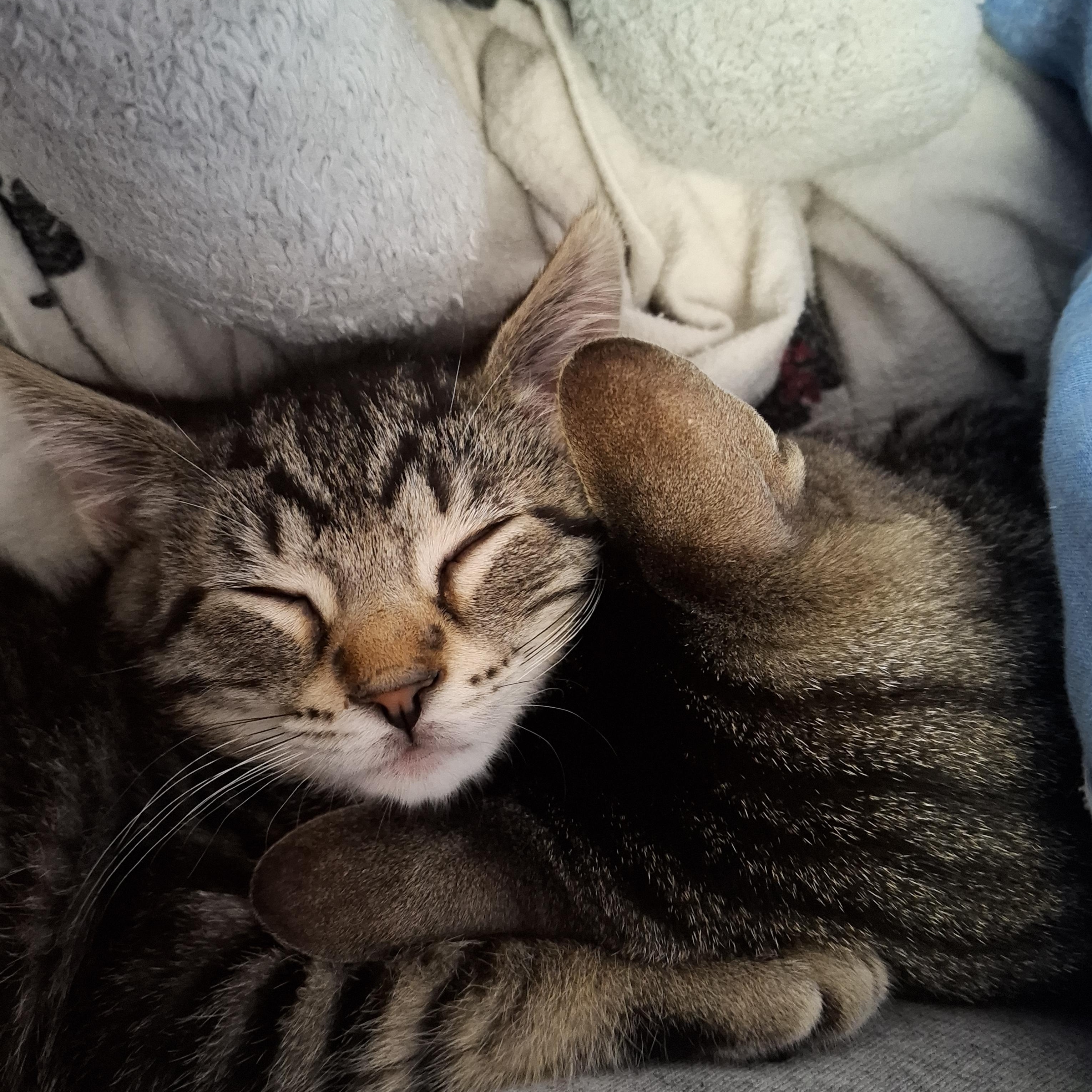Mario & Luigi, a ADOPTABLE Domestic Short Hair in Philadelphia, PA image 4/6