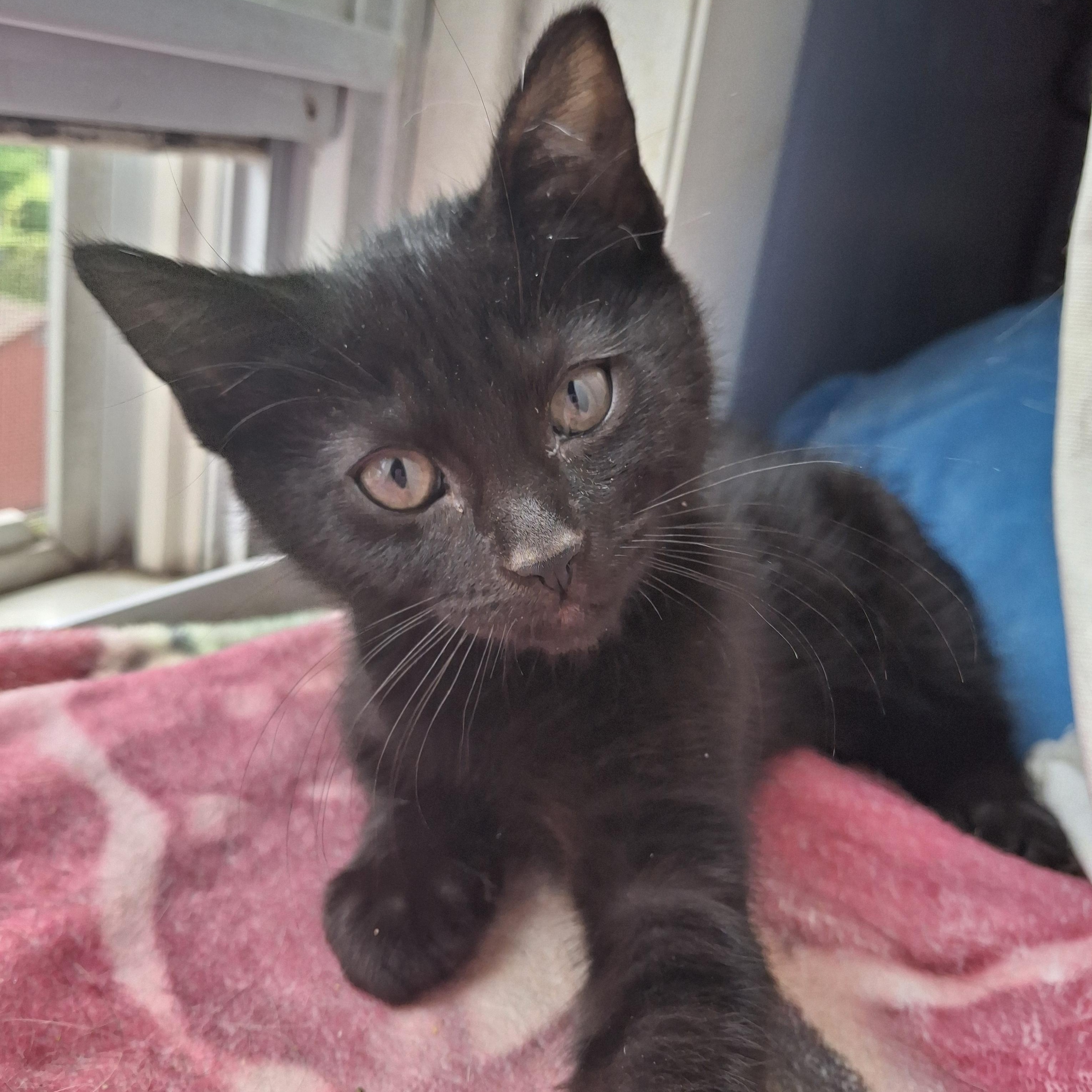 Mario & Luigi, a ADOPTABLE Domestic Short Hair in Philadelphia, PA image 6/6