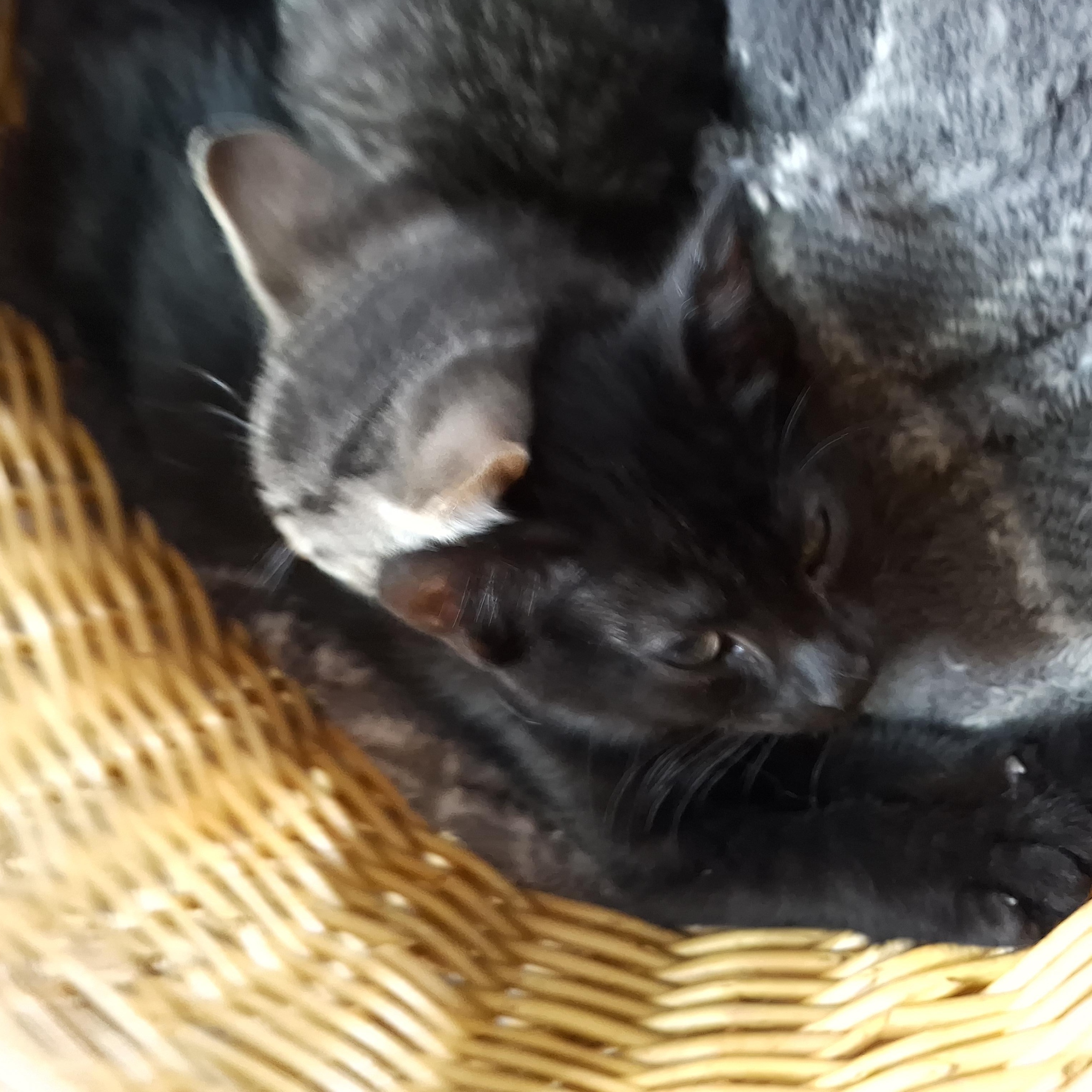 Mario & Luigi, a ADOPTABLE Domestic Short Hair in Philadelphia, PA image 5/6
