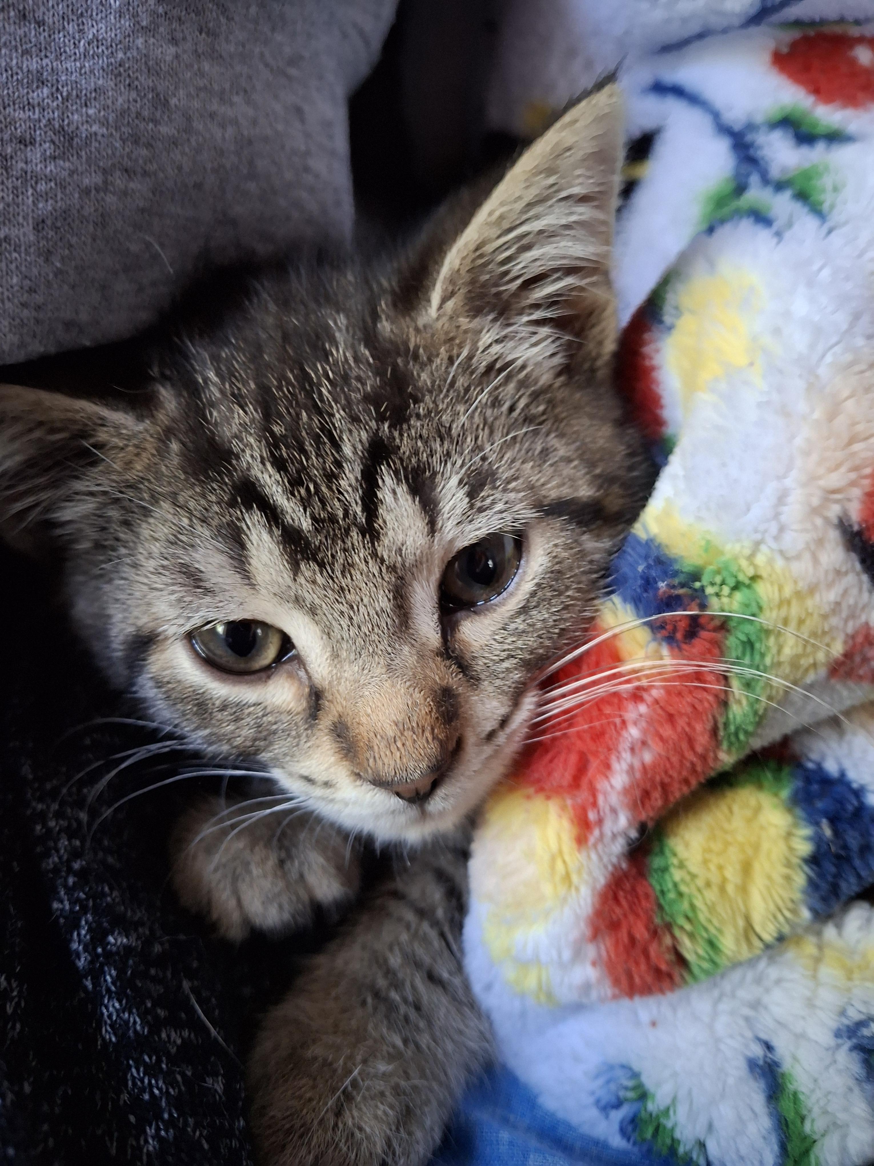 Mario & Luigi, ADOPTABLE, Kitten Male Domestic Short Hair.