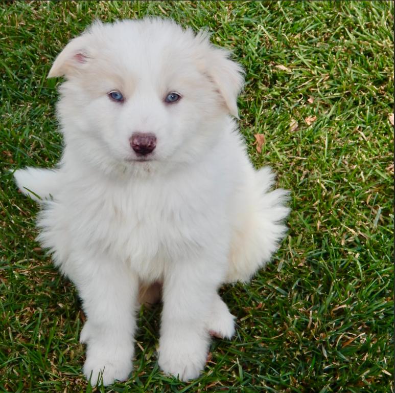 Enlarge John McClane, a ADOPTABLE mixed breed in Mead, CO image 1/1