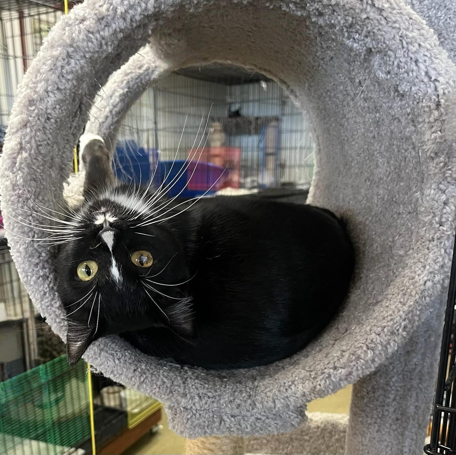 Enlarge Gia — Ready to Give All Her Love to One Special Human, a Adoptable Tuxedo in Hillsboro, TX image 4/6