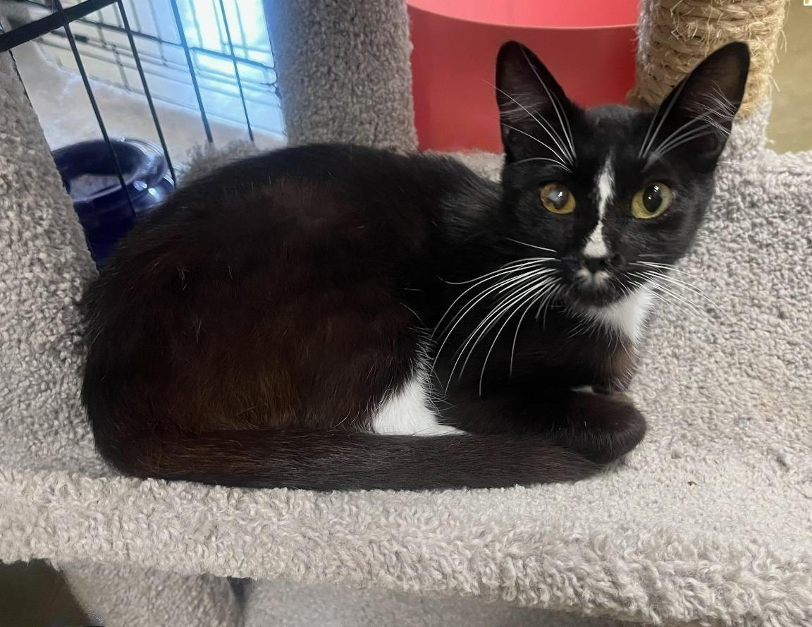 Enlarge Gia — Tender, Trusting, and Ready for a Home of Her Own, a Adoptable Tuxedo in Hillsboro, TX image 6/6