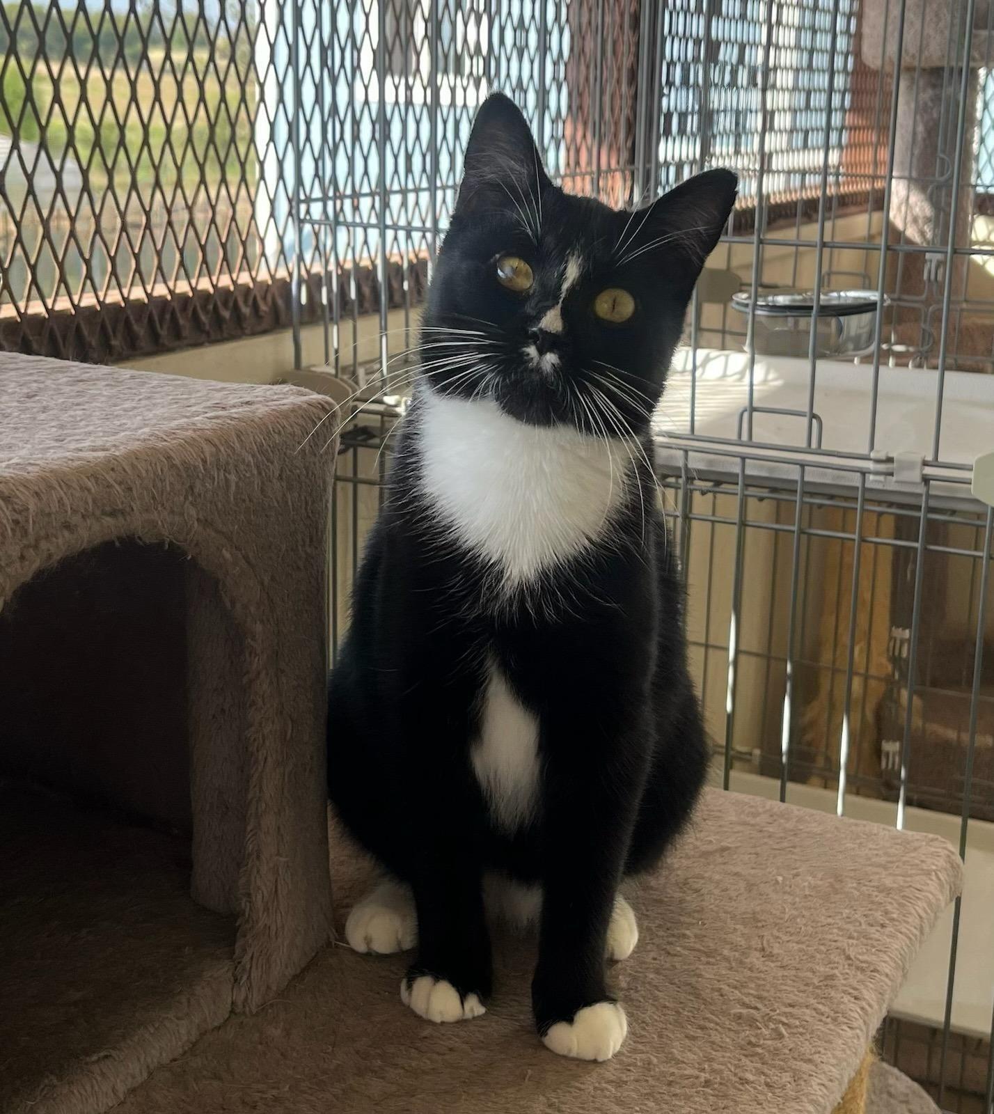 Enlarge Gia — Ready to Give All Her Love to One Special Human, a Adoptable Tuxedo in Hillsboro, TX image 2/6