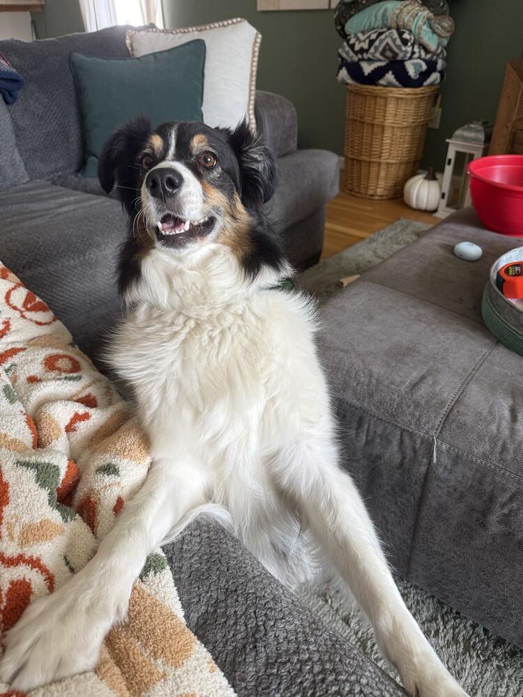 Dusty VA, Adoptable, Adult Male Australian Shepherd.