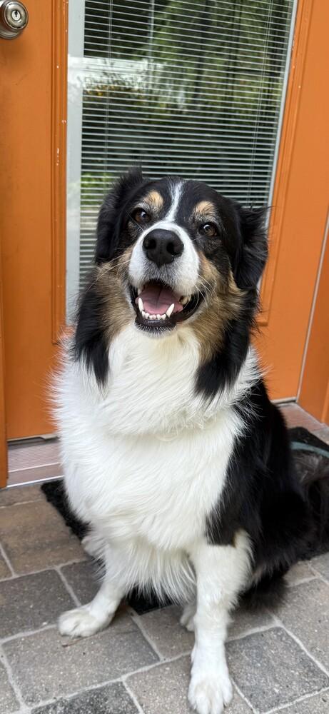Dusty VA, a Adoptable Australian Shepherd in Portsmouth, VA image 2/5
