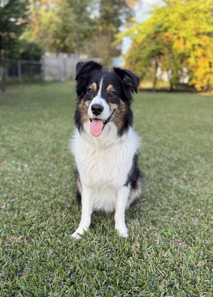 Dusty VA, a Adoptable Australian Shepherd in Portsmouth, VA image 3/5