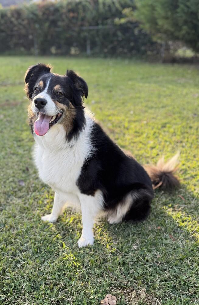 Dusty VA, a Adoptable Australian Shepherd in Portsmouth, VA image 4/5