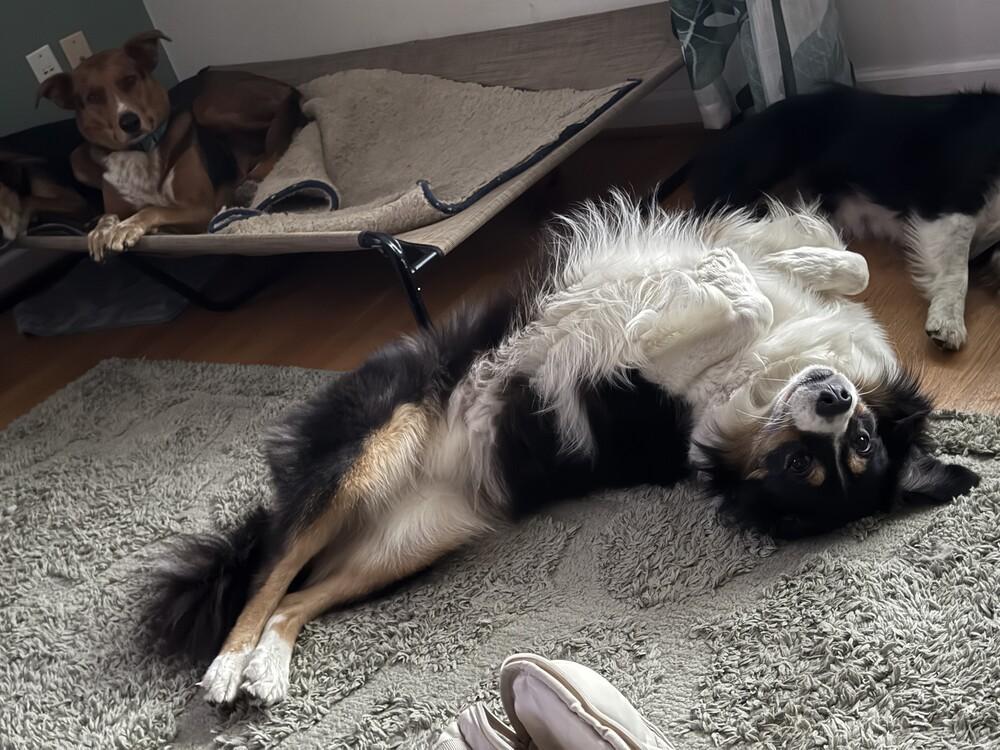 Dusty VA, a Adoptable Australian Shepherd in Portsmouth, VA image 5/5