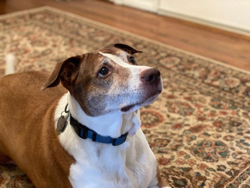 Cocoa - Cross Post, Adoptable, Young Female Ibizan Hound & Terrier.