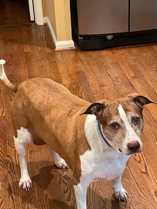 Cocoa - Cross Post, a Adoptable mixed breed in Fairfax, VA image 2/3