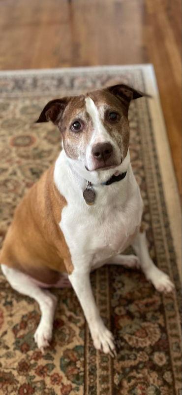 Cocoa - Cross Post, a Adoptable mixed breed in Fairfax, VA image 3/3