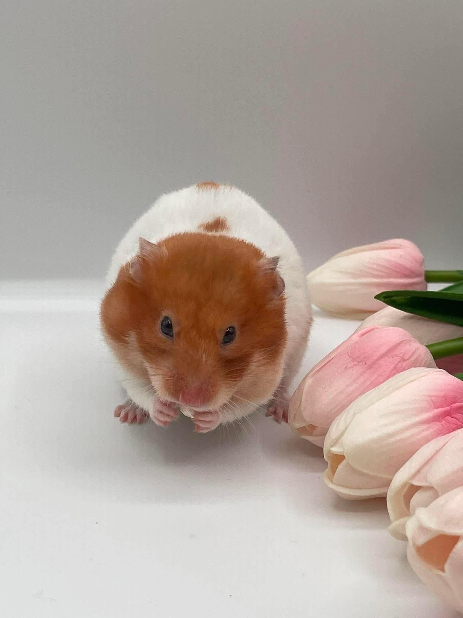 Ophelia, a ADOPTABLE Hamster in Springfield, OR image 4/5