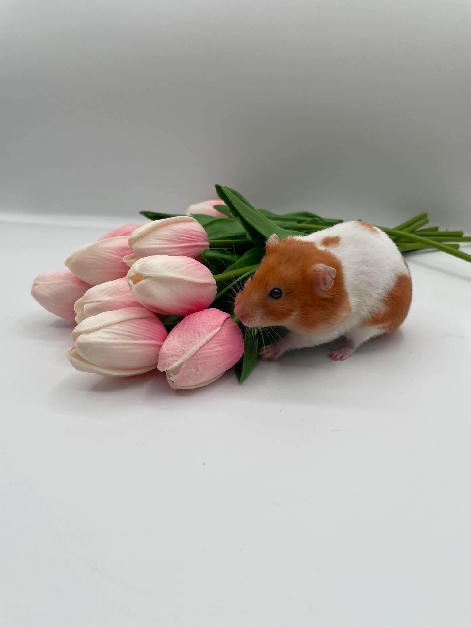 Ophelia, a ADOPTABLE Hamster in Springfield, OR image 5/5
