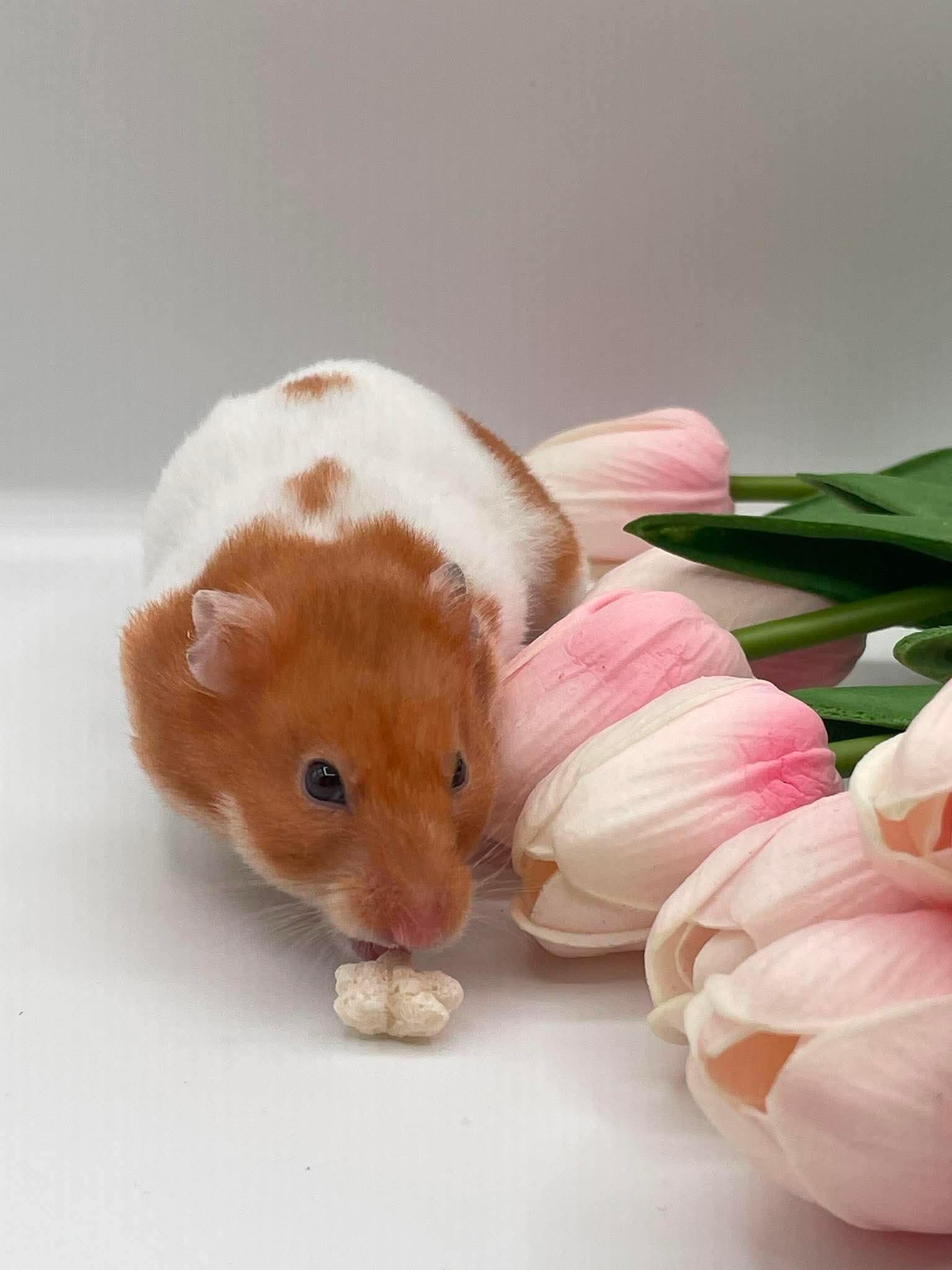 Ophelia, a ADOPTABLE Hamster in Springfield, OR image 3/5