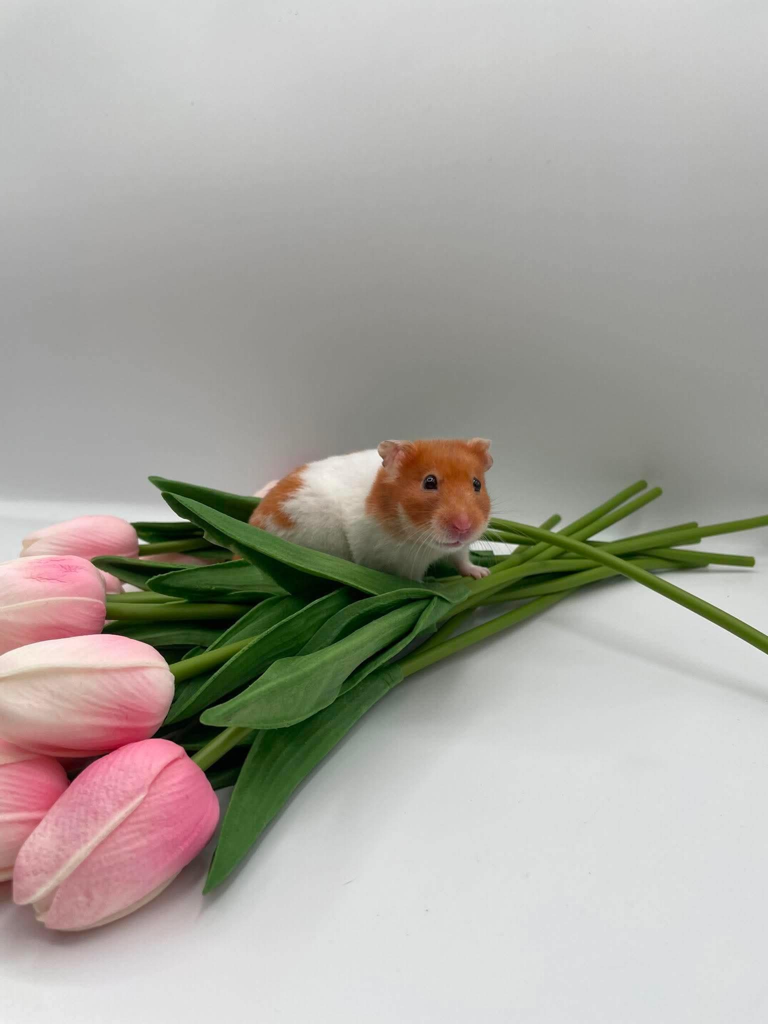 Ophelia, a ADOPTABLE Hamster in Springfield, OR image 2/5