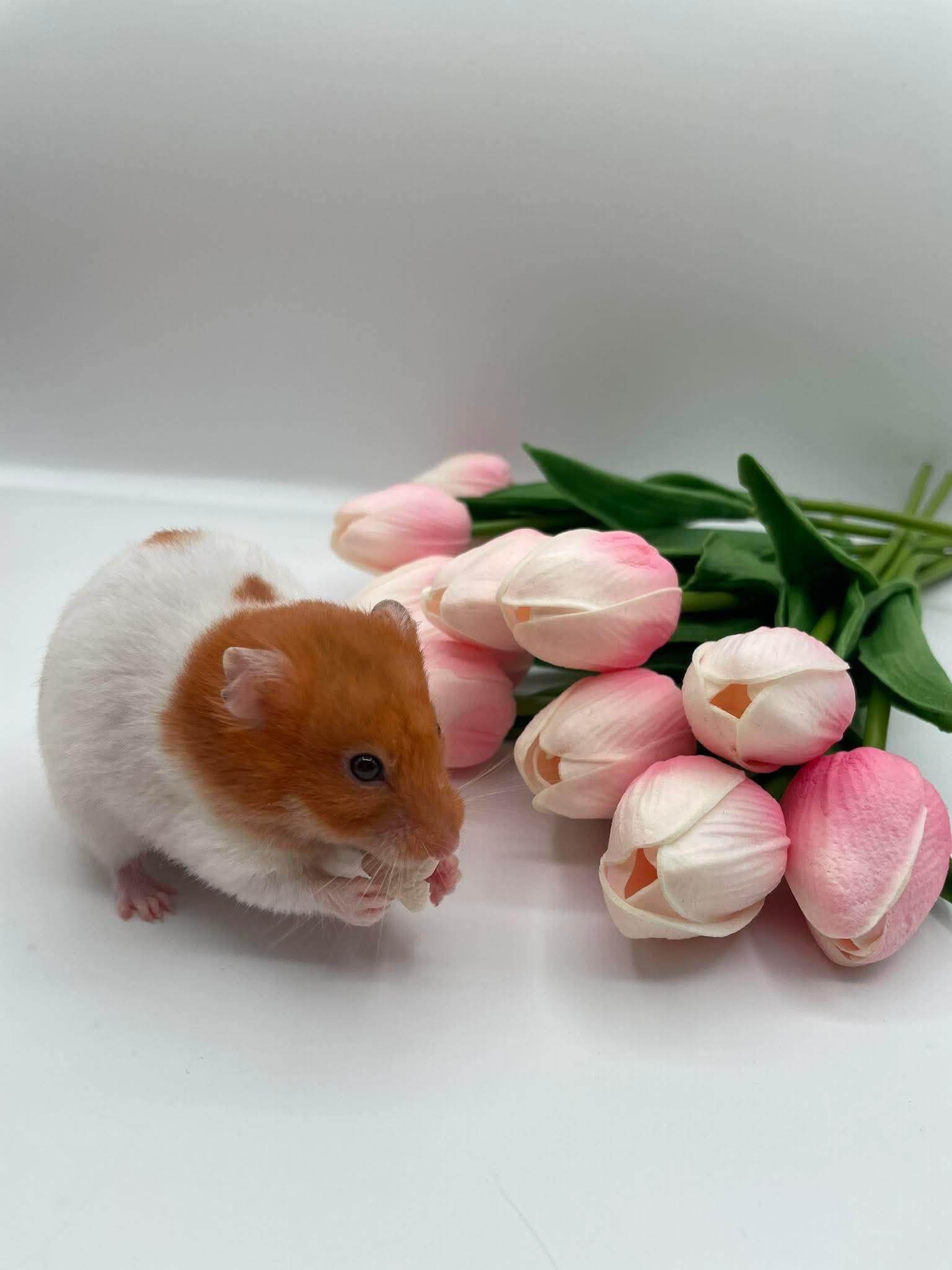 Ophelia, a ADOPTABLE Hamster in Springfield, OR image 1/5