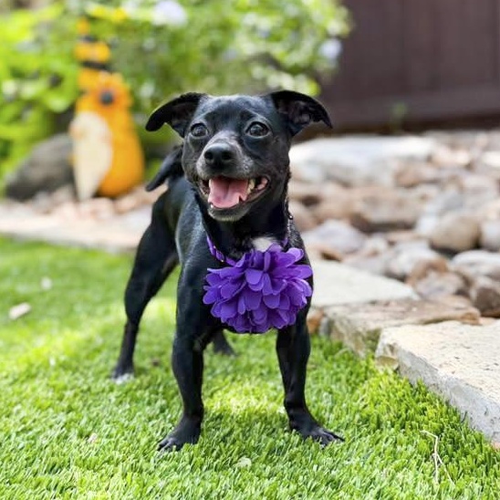 Enlarge Suzie-Q, an adopted mixed breed in Buffalo, NY image 5/6