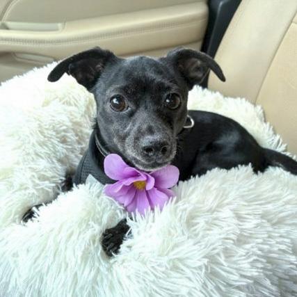 Suzie-Q, adopted, Young Female Chihuahua.
