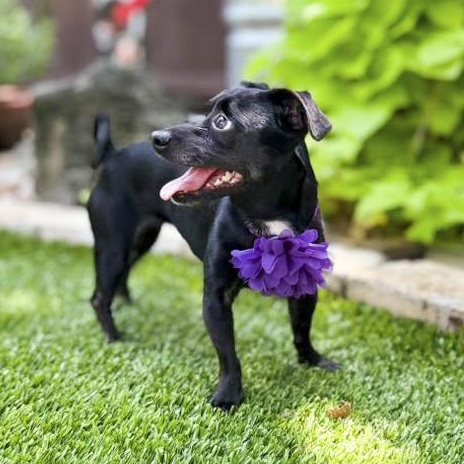 Enlarge Suzie-Q, an adopted mixed breed in Buffalo, NY image 2/6