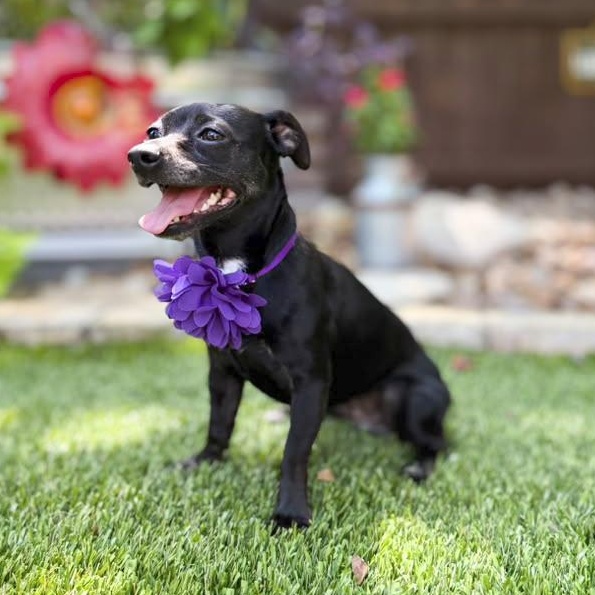Enlarge Suzie-Q, an adopted mixed breed in Buffalo, NY image 6/6