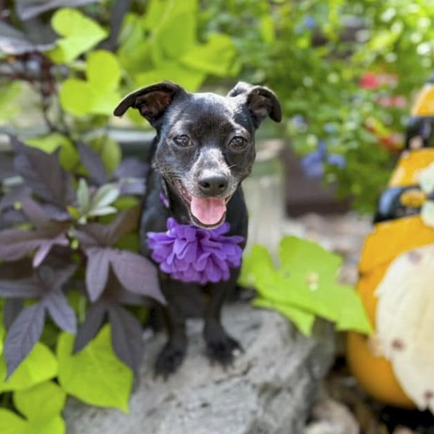 Enlarge Suzie-Q, an adopted mixed breed in Buffalo, NY image 3/6