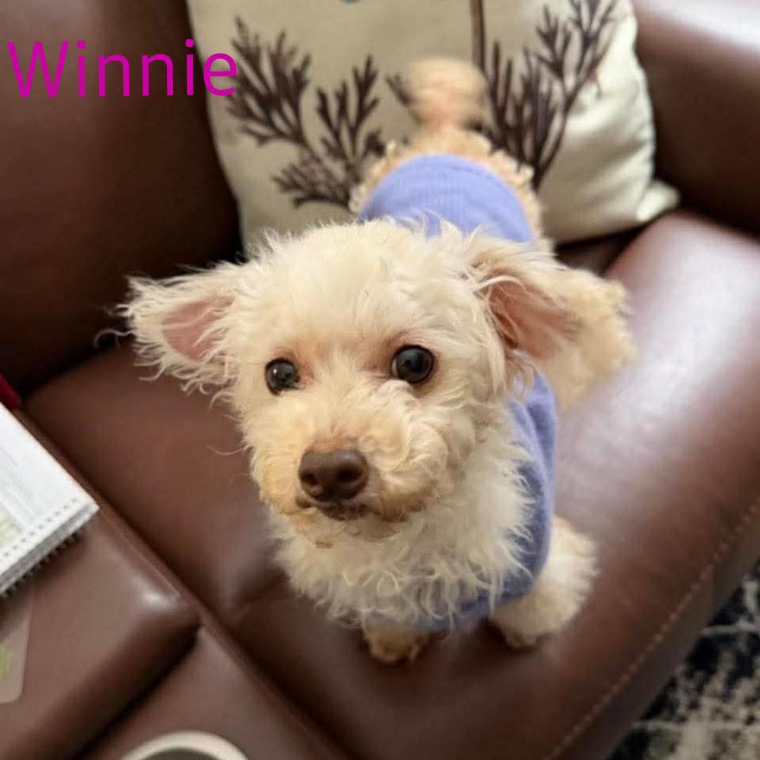 WINNIE, adopted, Adult Female Poodle (Toy).