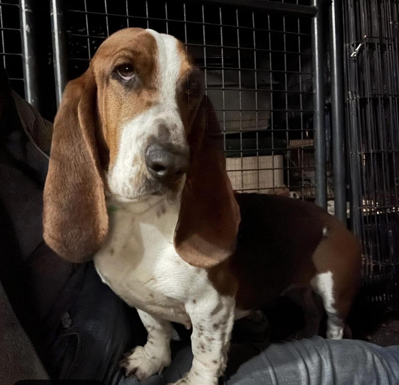 Noodle, adopted, Adult Female Basset Hound.