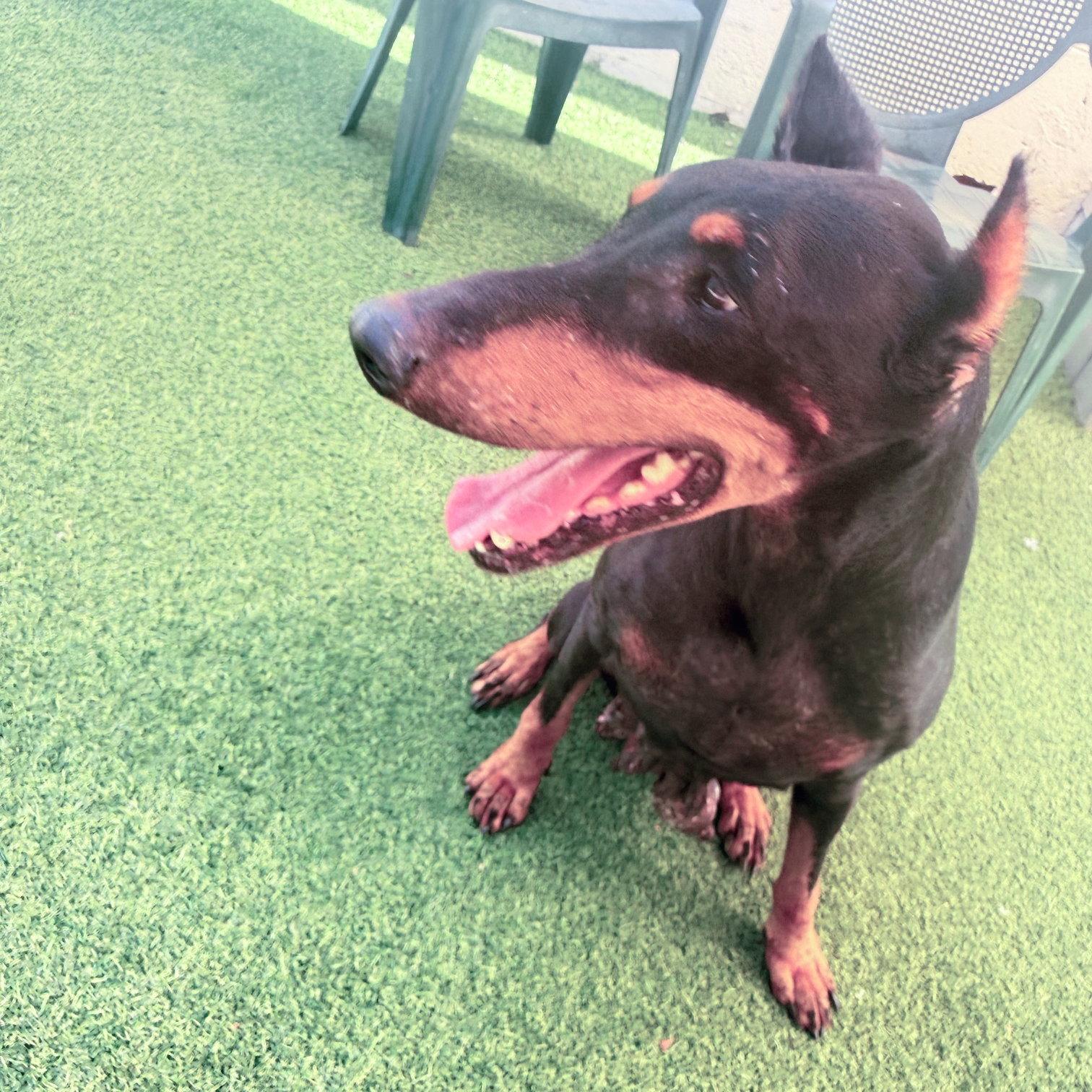 Sasha 3605, Adoptable, Senior Female Doberman Pinscher.