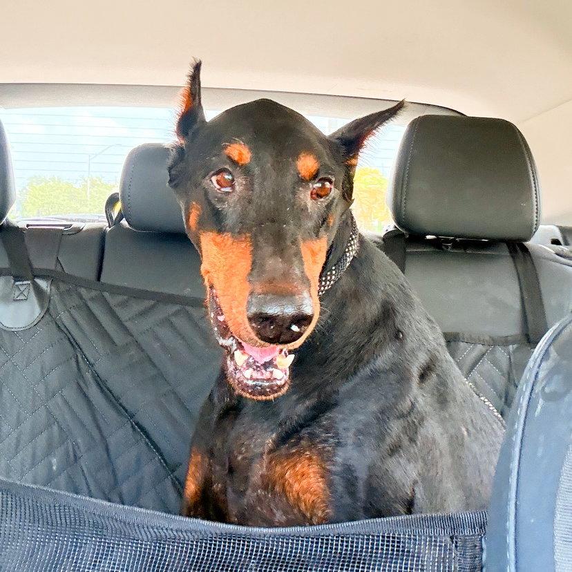 Sasha 3605, a Adoptable Doberman Pinscher in Oakland Park, FL image 2/3