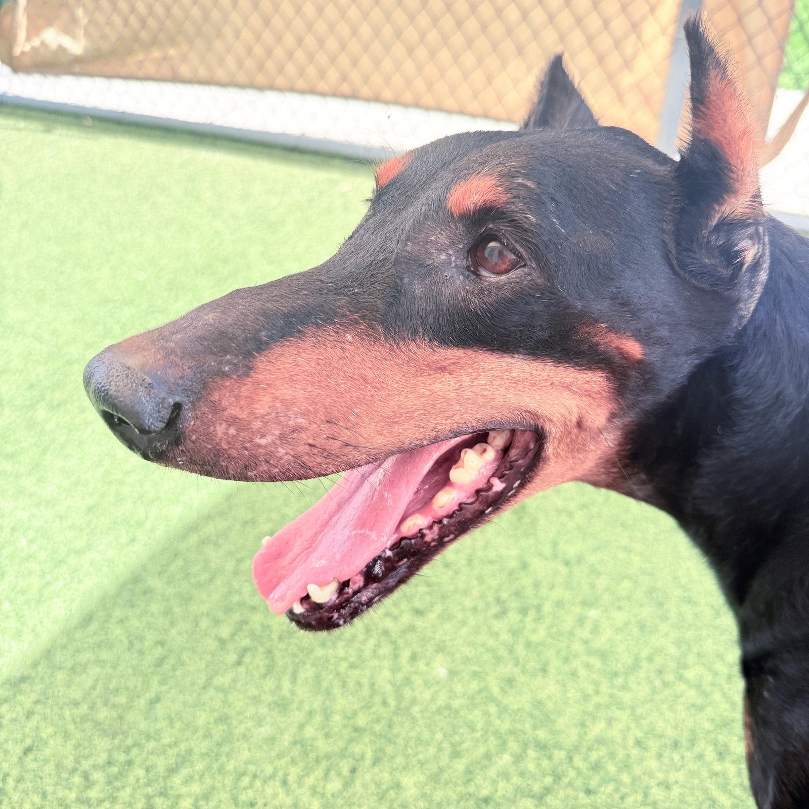 Sasha 3605, a Adoptable Doberman Pinscher in Oakland Park, FL image 3/3