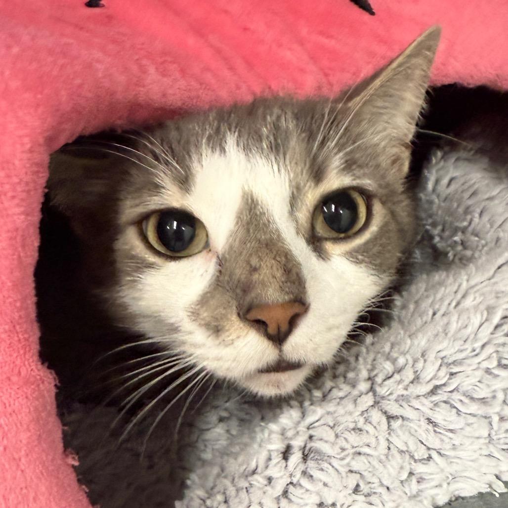 Cow, a Adoptable Domestic Short Hair in Evansville, IN image 1/3