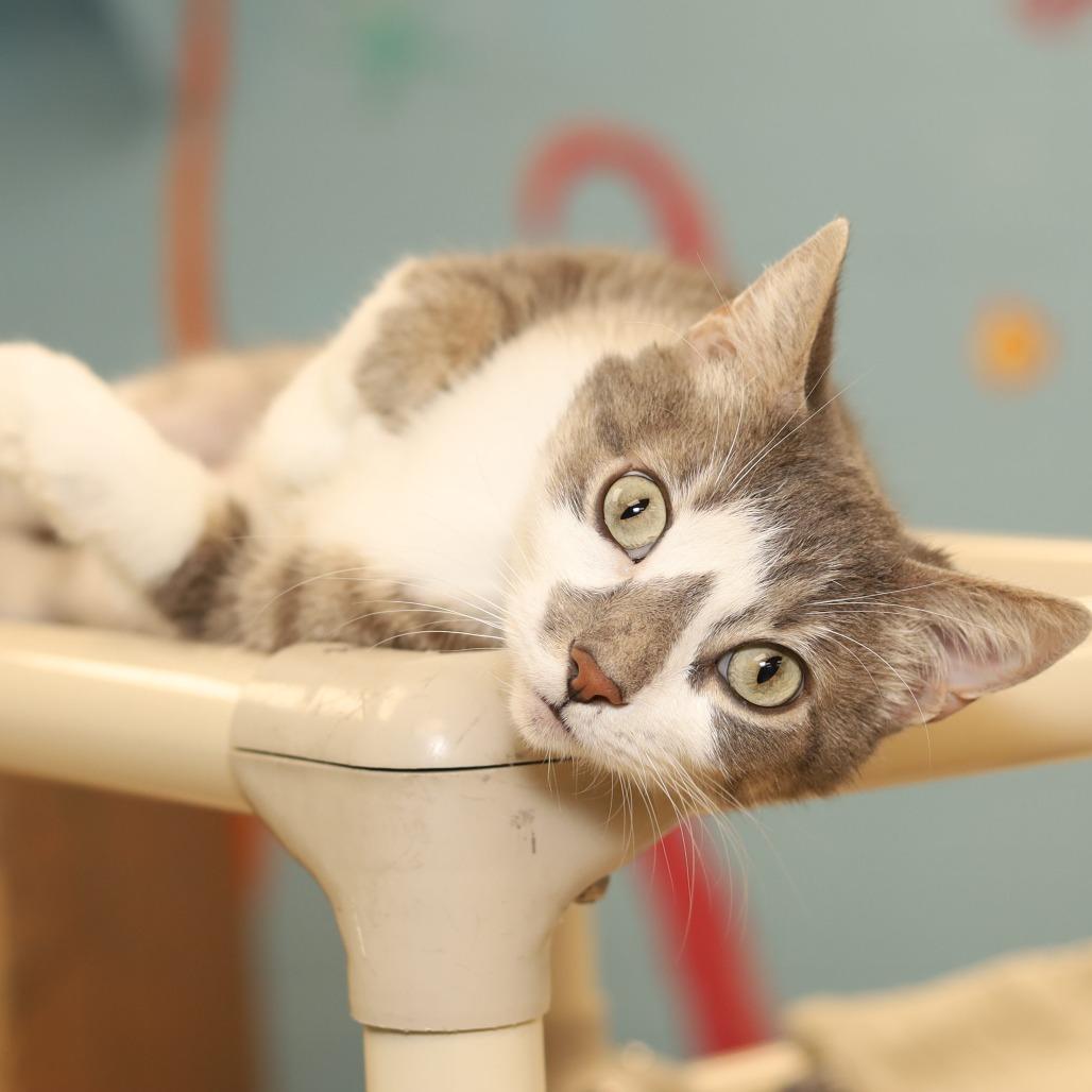 Cow, a Adoptable Domestic Short Hair in Evansville, IN image 2/3