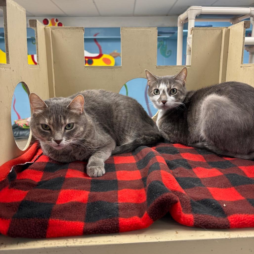 Enlarge Cow, a Adoptable Domestic Short Hair in Evansville, IN image 3/6