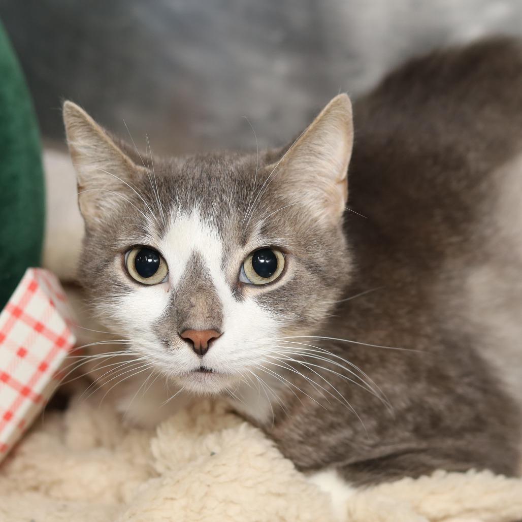 Cow, a Adoptable Domestic Short Hair in Evansville, IN image 3/3