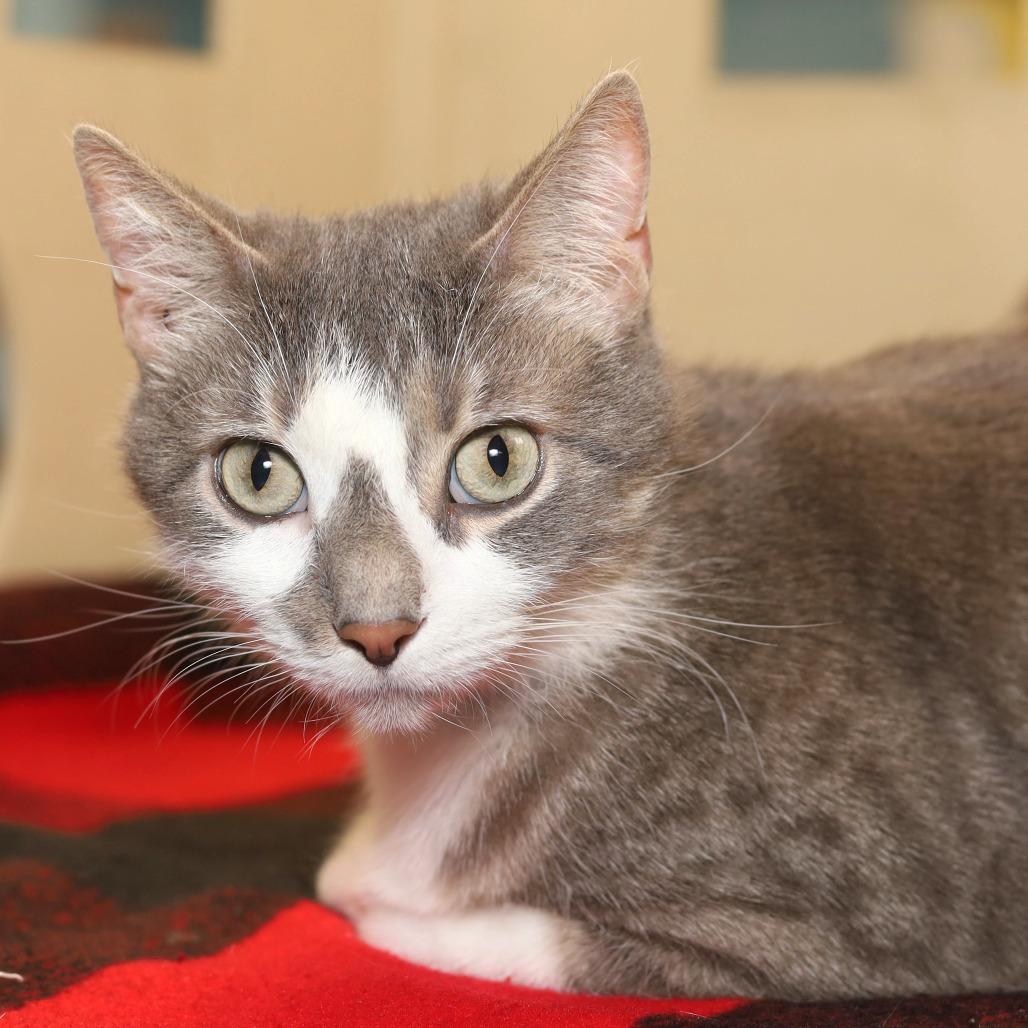 Enlarge Cow, a Adoptable Domestic Short Hair in Evansville, IN image 6/6